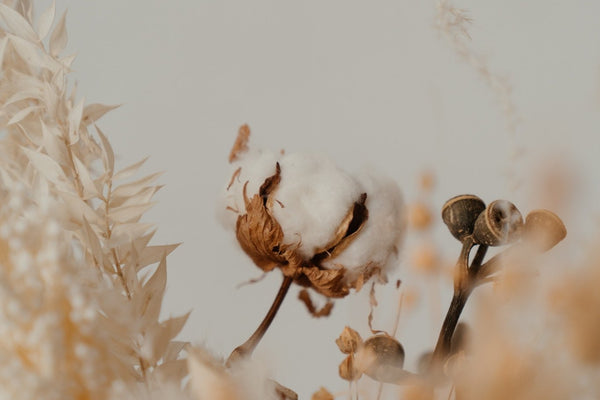 The Fabric of Choice: Cotton - The Printed Gift